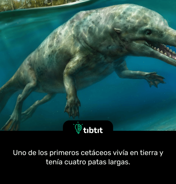 Uno de los primeros cetáceos vivía en tierra y tenía cuatro patas largas.