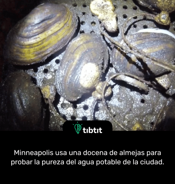 Minneapolis usa una docena de almejas para probar la pureza del agua potable de la ciudad.
