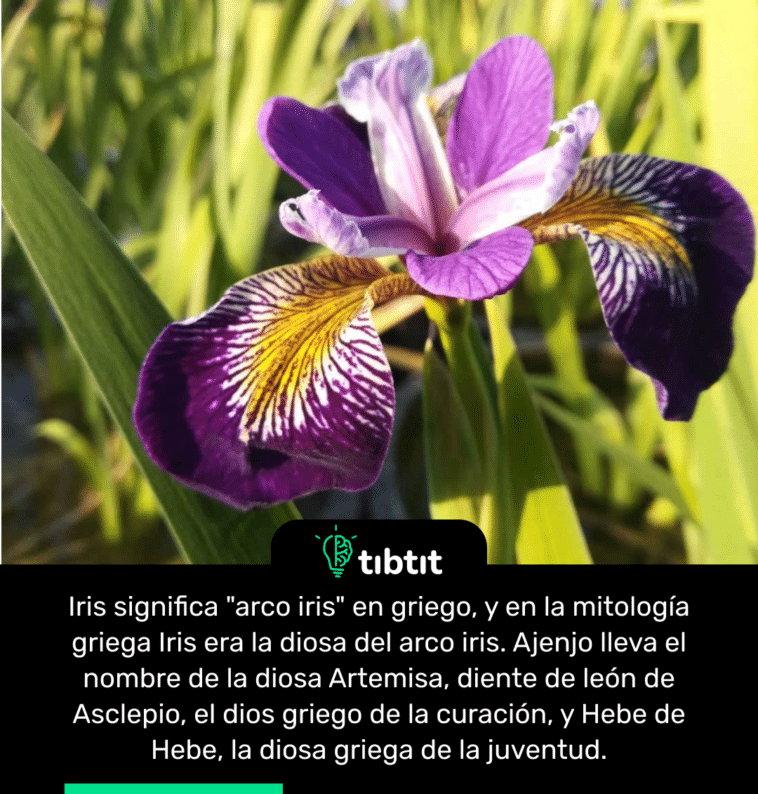 Iris significa "arco iris" en griego, y en la mitología griega Iris era la diosa del arco iris. Ajenjo lleva el nombre de la diosa Artemisa, diente de león de Asclepio, el dios griego de la curación, y Hebe de Hebe, la diosa griega de la juventud.