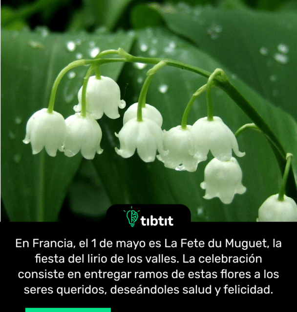 En Francia, el 1 de mayo es La Fete du Muguet, la fiesta del lirio de los valles. La celebración consiste en entregar ramos de estas flores a los seres queridos, deseándoles salud y felicidad.