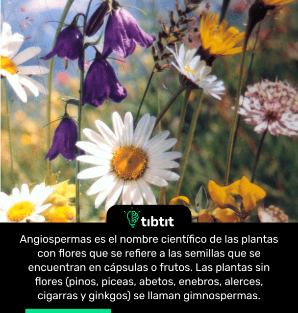 Angiospermas es el nombre científico de las plantas con flores que se refiere a las semillas que se encuentran en cápsulas o frutos. Las plantas sin flores (pinos, piceas, abetos, enebros, alerces, cigarras y ginkgos) se llaman gimnospermas.