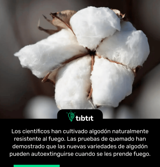 Los científicos han cultivado algodón naturalmente resistente al fuego. Las pruebas de quemado han demostrado que las nuevas variedades de algodón pueden autoextinguirse cuando se les prende fuego.