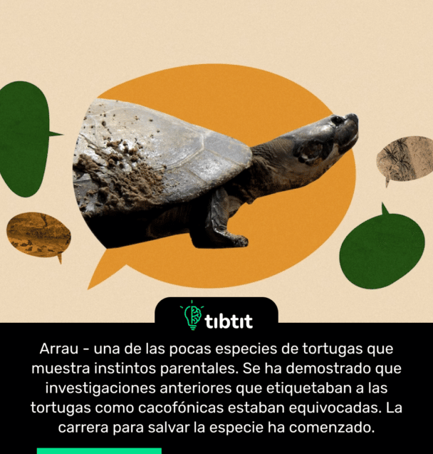 Arrau - una de las pocas especies de tortugas que muestra instintos parentales. Se ha demostrado que investigaciones anteriores que etiquetaban a las tortugas como cacofónicas estaban equivocadas. La carrera para salvar la especie ha comenzado.