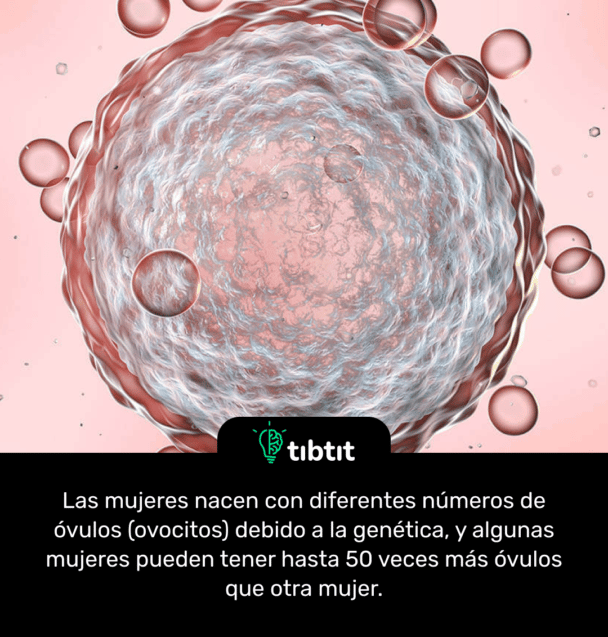 Las mujeres nacen con diferentes números de óvulos (ovocitos) debido a la genética, y algunas mujeres pueden tener hasta 50 veces más óvulos que otra mujer.