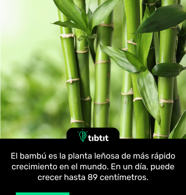 El bambú es la planta leñosa de más rápido crecimiento en el mundo. En un día, puede crecer hasta 89 centímetros.