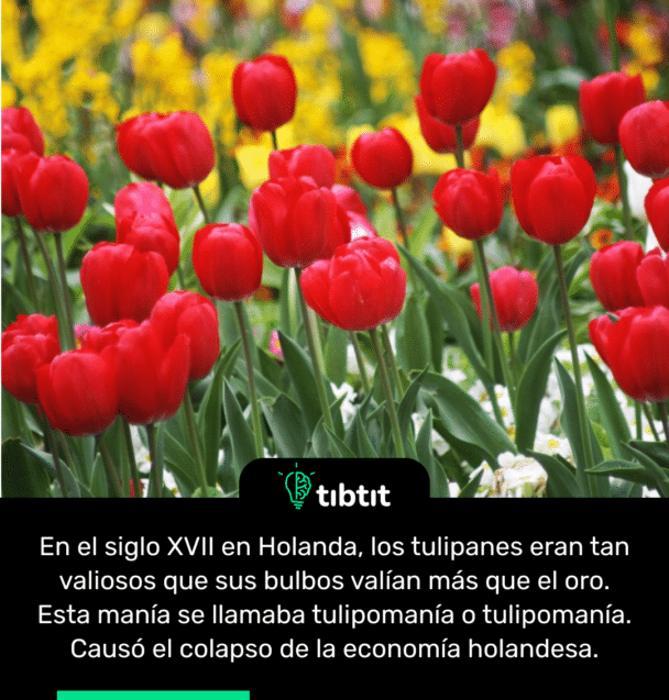 En el siglo XVII en Holanda, los tulipanes eran tan valiosos que sus bulbos valían más que el oro. Esta manía se llamaba tulipomanía o tulipomanía. Causó el colapso de la economía holandesa.
