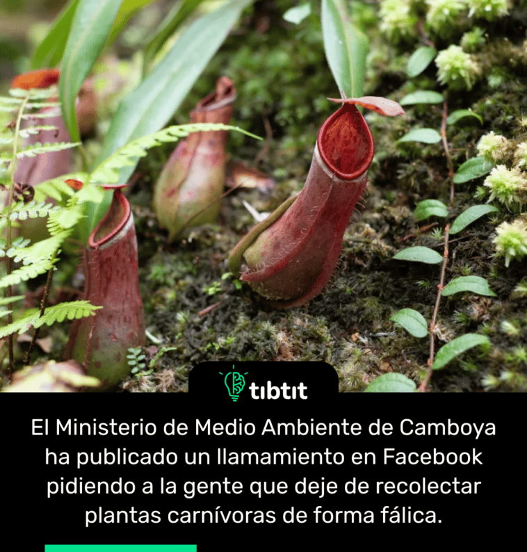 El Ministerio de Medio Ambiente de Camboya ha publicado un llamamiento en Facebook pidiendo a la gente que deje de recolectar plantas carnívoras de forma fálica.