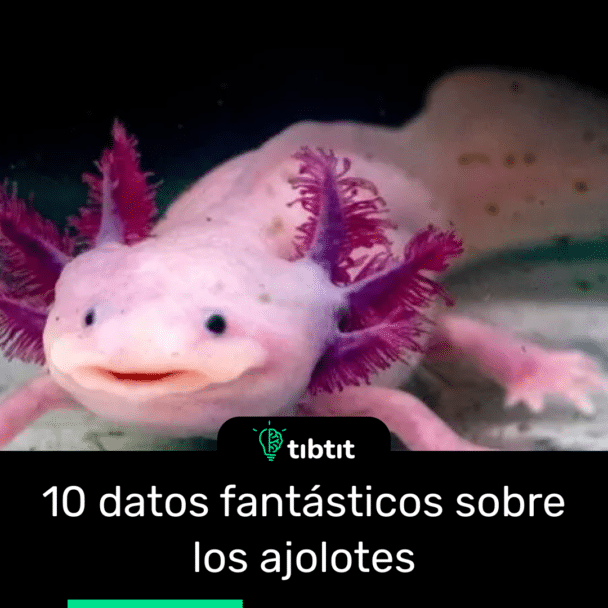 10 datos fantásticos sobre los ajolotes