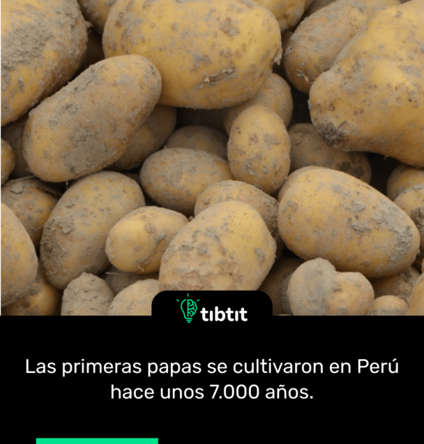Las primeras papas se cultivaron en Perú hace unos 7.000 años.