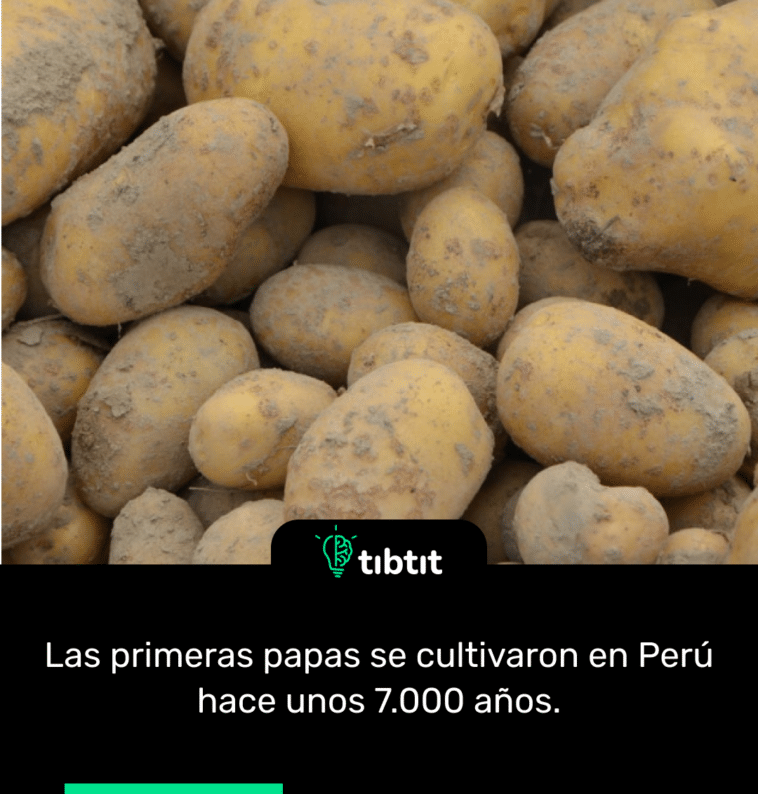 Las primeras papas se cultivaron en Perú hace unos 7.000 años.