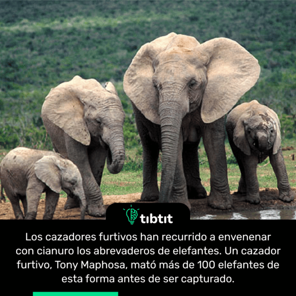 Los cazadores furtivos han recurrido a envenenar con cianuro los abrevaderos de elefantes. Un cazador furtivo, Tony Maphosa, mató más de 100 elefantes de esta forma antes de ser capturado.