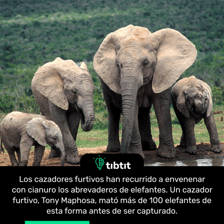 Los cazadores furtivos han recurrido a envenenar con cianuro los abrevaderos de elefantes. Un cazador furtivo, Tony Maphosa, mató más de 100 elefantes de esta forma antes de ser capturado.