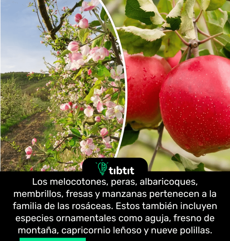 Los melocotones, peras, albaricoques, membrillos, fresas y manzanas pertenecen a la familia de las rosáceas. Estos también incluyen especies ornamentales como aguja, fresno de montaña, capricornio leñoso y nueve polillas.