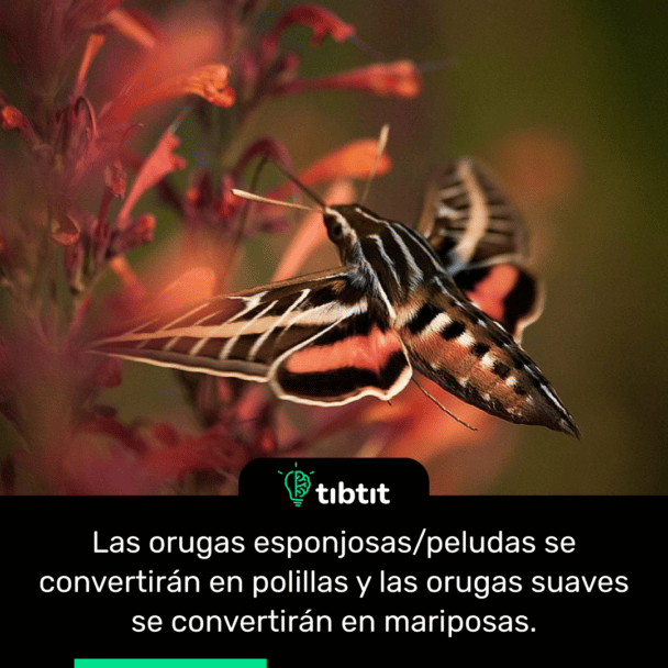 Las orugas esponjosas/peludas se convertirán en polillas y las orugas suaves se convertirán en mariposas.