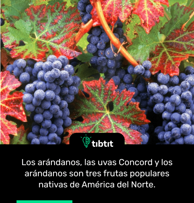 Los arándanos, las uvas Concord y los arándanos son tres frutas populares nativas de América del Norte.