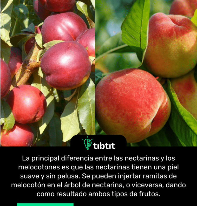 La principal diferencia entre las nectarinas y los melocotones es que las nectarinas tienen una piel suave y sin pelusa. Se pueden injertar ramitas de melocotón en el árbol de nectarina, o viceversa, dando como resultado ambos tipos de frutos.