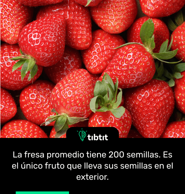 La fresa promedio tiene 200 semillas. Es el único fruto que lleva sus semillas en el exterior.