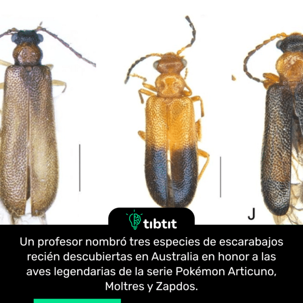 Un profesor nombró tres especies de escarabajos recién descubiertas en Australia en honor a las aves legendarias de la serie Pokémon Articuno, Moltres y Zapdos.