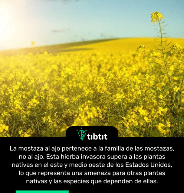 La mostaza al ajo pertenece a la familia de las mostazas, no al ajo. Esta hierba invasora supera a las plantas nativas en el este y medio oeste de los Estados Unidos, lo que representa una amenaza para otras plantas nativas y las especies que dependen de ellas.