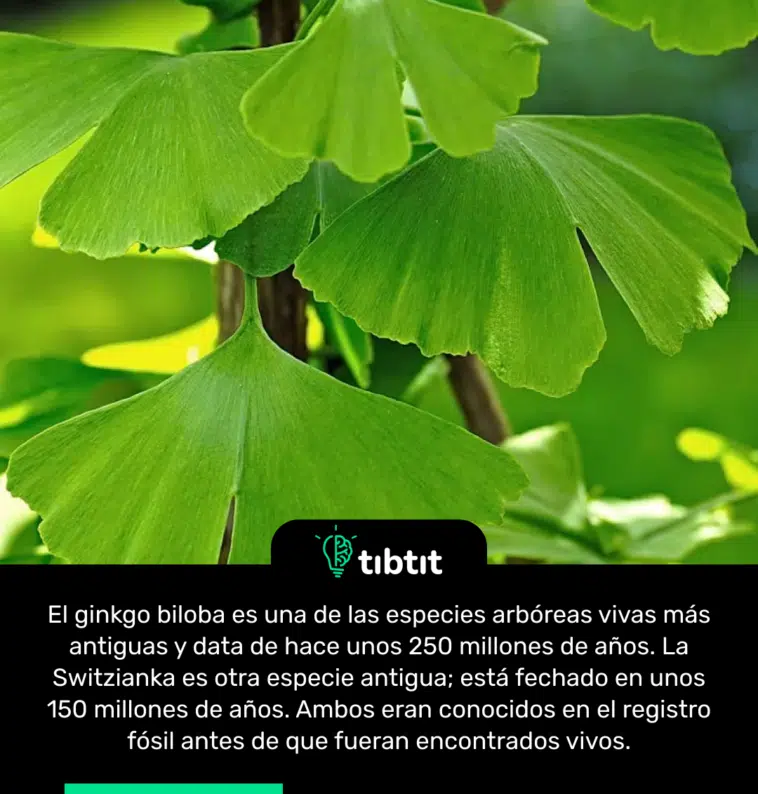 El ginkgo biloba es una de las especies arbóreas vivas más antiguas y data de hace unos 250 millones de años. La Switzianka es otra especie antigua; está fechado en unos 150 millones de años. Ambos eran conocidos en el registro fósil antes de que fueran encontrados vivos.