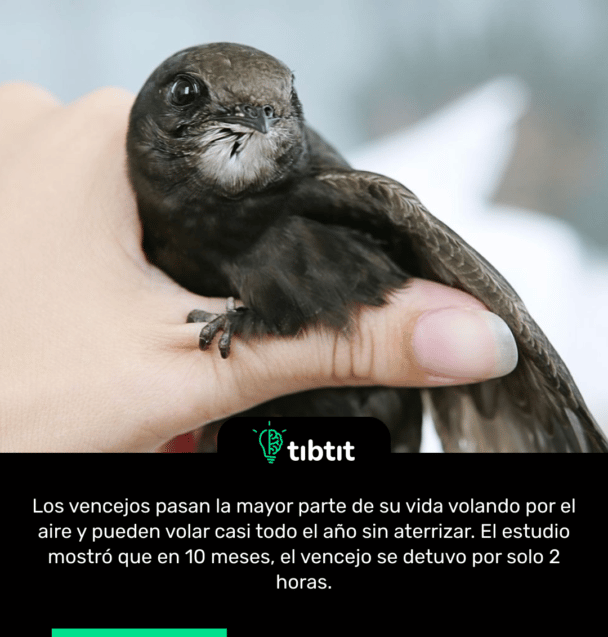 Los vencejos pasan la mayor parte de su vida volando por el aire y pueden volar casi todo el año sin aterrizar. El estudio mostró que en 10 meses, el vencejo se detuvo por solo 2 horas.