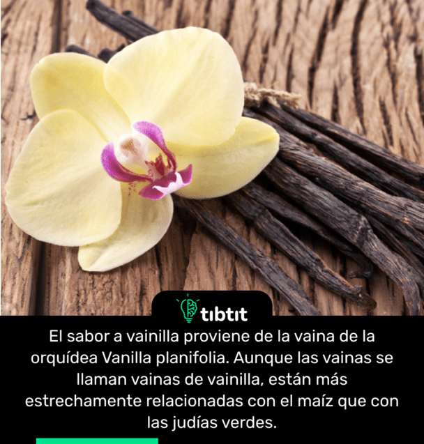 El sabor a vainilla proviene de la vaina de la orquídea Vanilla planifolia. Aunque las vainas se llaman vainas de vainilla, están más estrechamente relacionadas con el maíz que con las judías verdes.
