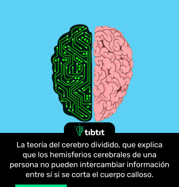 La teoría del cerebro dividido, que explica que los hemisferios cerebrales de una persona no pueden intercambiar información entre sí si se corta el cuerpo calloso.