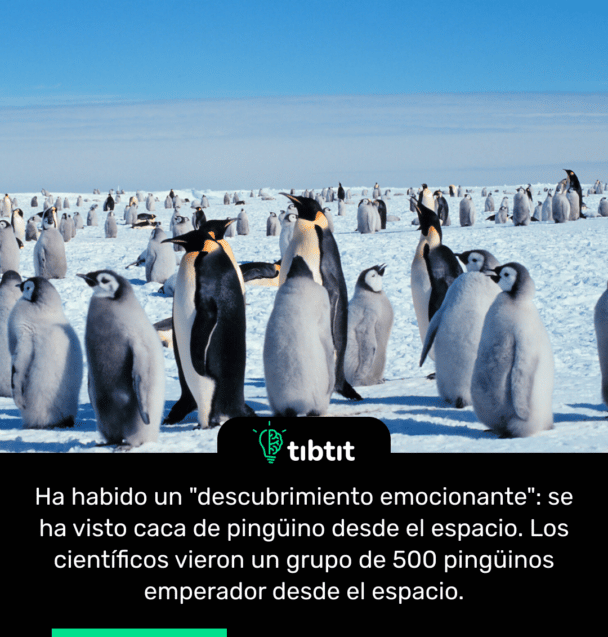 Ha habido un "descubrimiento emocionante": se ha visto caca de pingüino desde el espacio. Los científicos vieron un grupo de 500 pingüinos emperador desde el espacio.