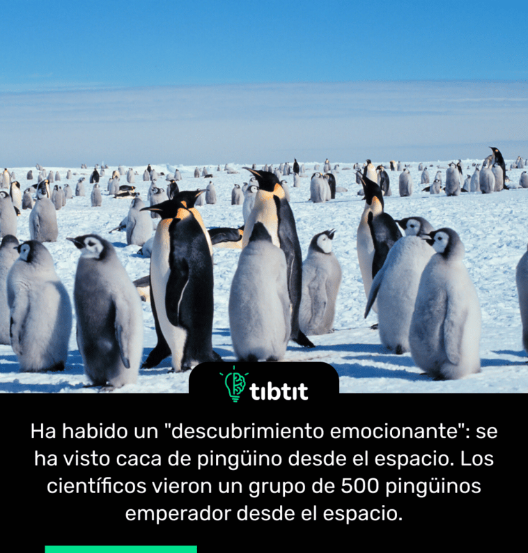 Ha habido un "descubrimiento emocionante": se ha visto caca de pingüino desde el espacio. Los científicos vieron un grupo de 500 pingüinos emperador desde el espacio.