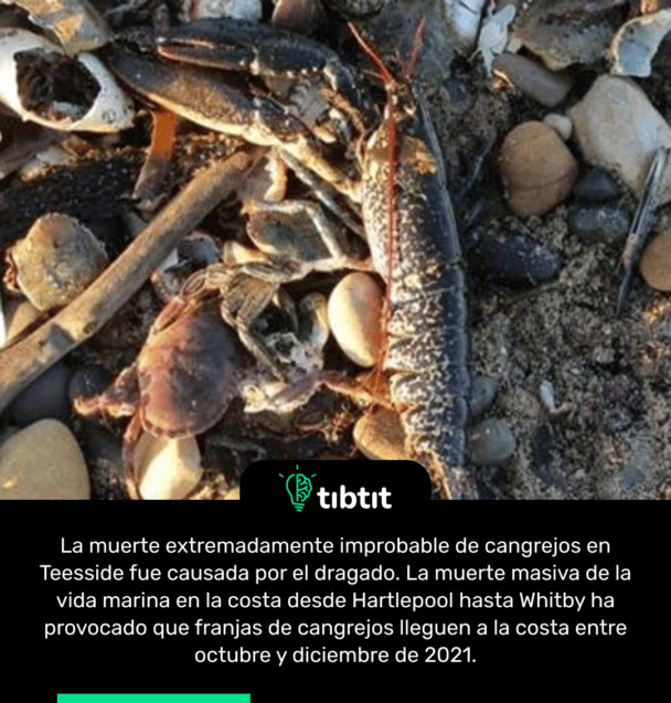 La muerte extremadamente improbable de cangrejos en Teesside fue causada por el dragado. La muerte masiva de la vida marina en la costa desde Hartlepool hasta Whitby ha provocado que franjas de cangrejos lleguen a la costa entre octubre y diciembre de 2021.