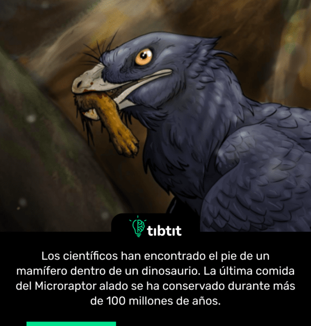 Los científicos han encontrado el pie de un mamífero dentro de un dinosaurio. La última comida del Microraptor alado se ha conservado durante más de 100 millones de años.