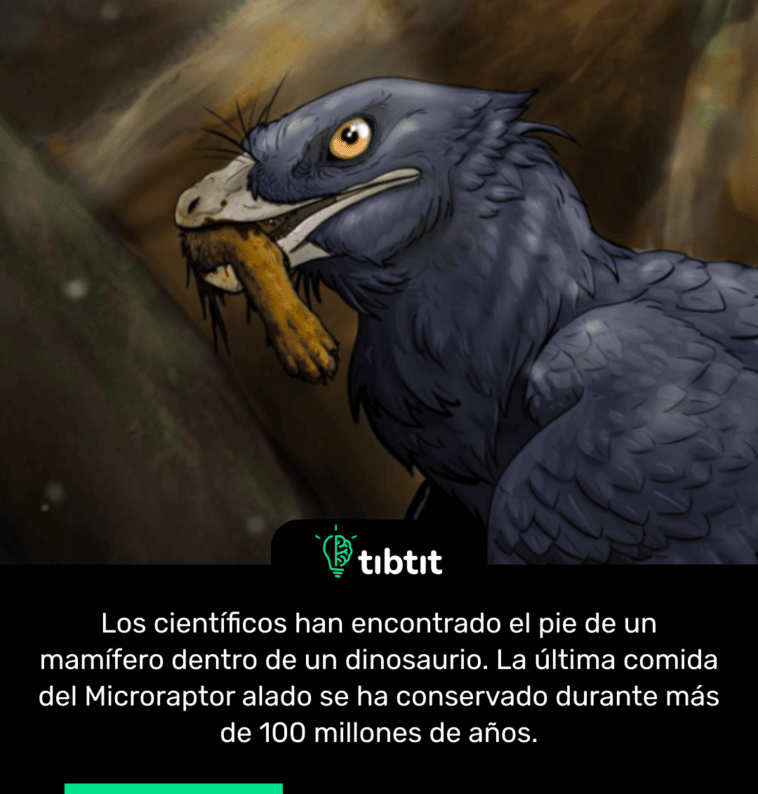 Los científicos han encontrado el pie de un mamífero dentro de un dinosaurio. La última comida del Microraptor alado se ha conservado durante más de 100 millones de años.