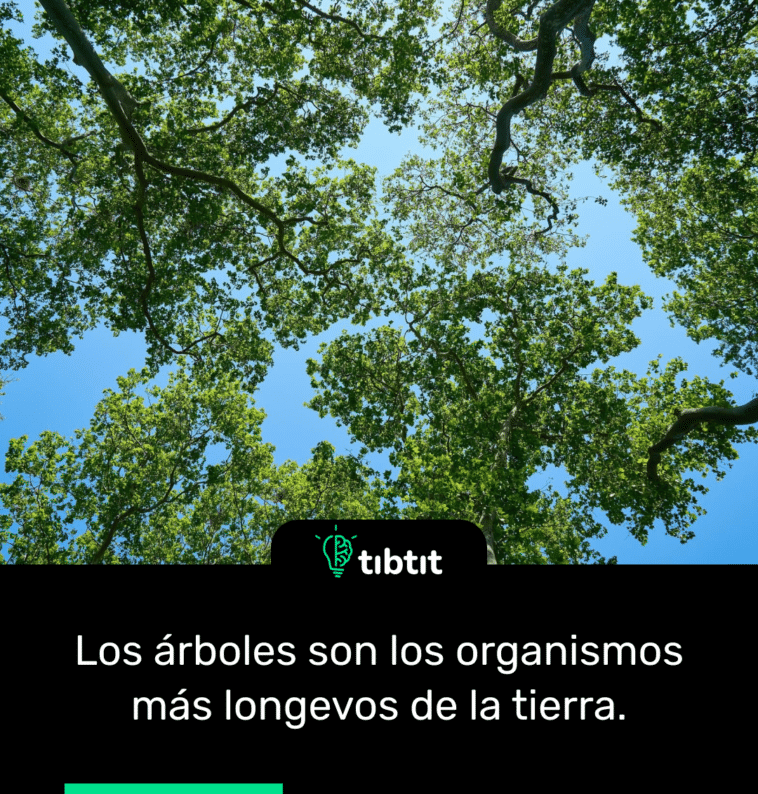 Los árboles son los organismos más longevos de la tierra.