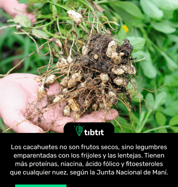 Los cacahuetes no son frutos secos, sino legumbres emparentadas con los frijoles y las lentejas. Tienen más proteínas, niacina, ácido fólico y fitoesteroles que cualquier nuez, según la Junta Nacional de Maní.