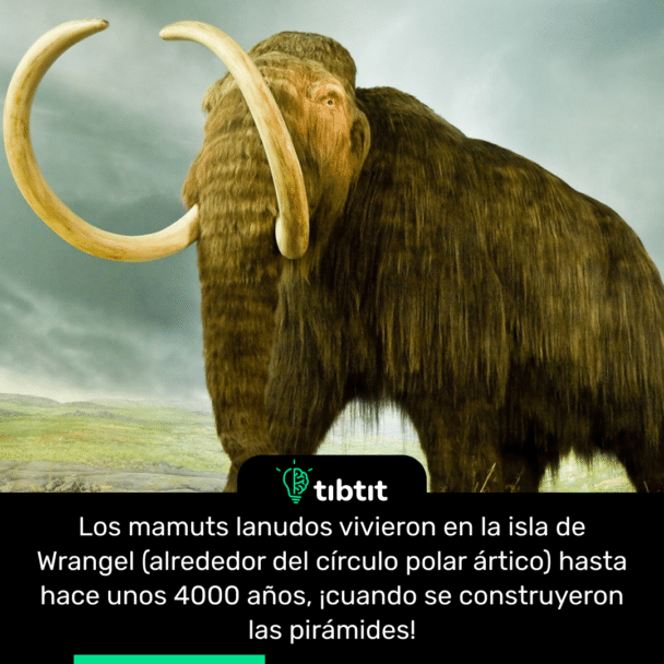 Los mamuts lanudos vivieron en la isla de Wrangel (alrededor del círculo polar ártico) hasta hace unos 4000 años, ¡cuando se construyeron las pirámides!