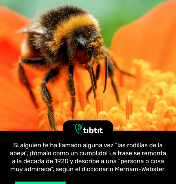Si alguien te ha llamado alguna vez "las rodillas de la abeja", ¡tómalo como un cumplido! La frase se remonta a la década de 1920 y describe a una "persona o cosa muy admirada", según el diccionario Merriam-Webster.