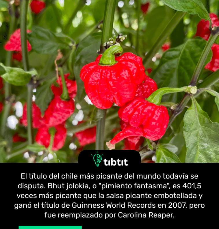 El título del chile más picante del mundo todavía se disputa. Bhut jolokia, o "pimiento fantasma", es 401,5 veces más picante que la salsa picante embotellada y ganó el título de Guinness World Records en 2007, pero fue reemplazado por Carolina Reaper.
