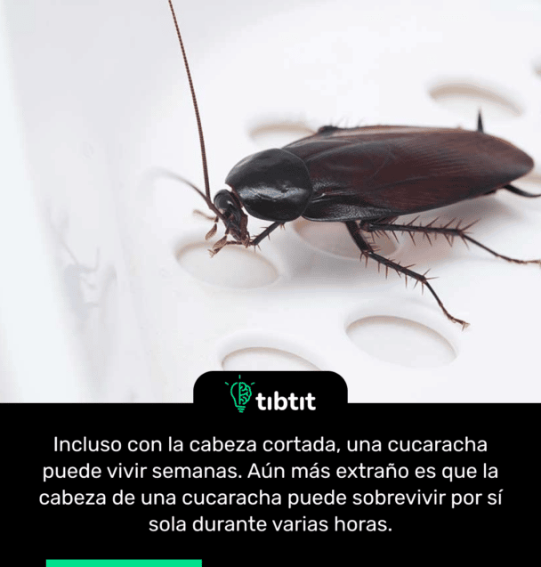 Incluso con la cabeza cortada, una cucaracha puede vivir semanas. Aún más extraño es que la cabeza de una cucaracha puede sobrevivir por sí sola durante varias horas.