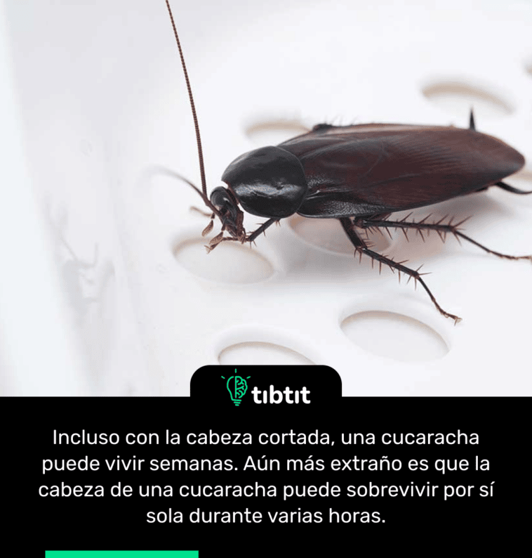 Incluso con la cabeza cortada, una cucaracha puede vivir semanas. Aún más extraño es que la cabeza de una cucaracha puede sobrevivir por sí sola durante varias horas.