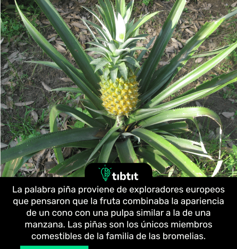La palabra piña proviene de exploradores europeos que pensaron que la fruta combinaba la apariencia de un cono con una pulpa similar a la de una manzana. Las piñas son los únicos miembros comestibles de la familia de las bromelias.