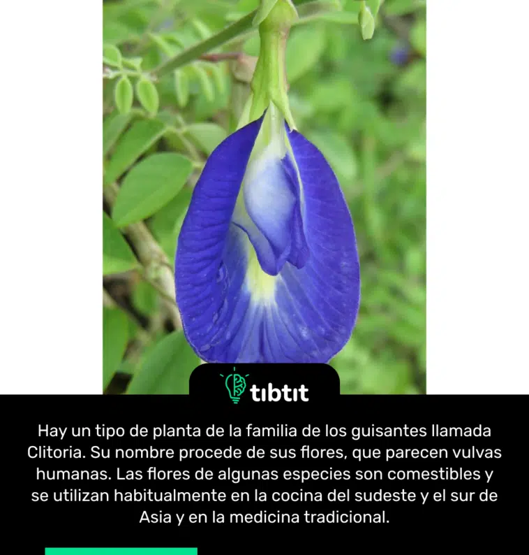 Hay un tipo de planta de la familia de los guisantes llamada Clitoria. Su nombre procede de sus flores, que parecen vulvas humanas. Las flores de algunas especies son comestibles y se utilizan habitualmente en la cocina del sudeste y el sur de Asia y en la medicina tradicional.
