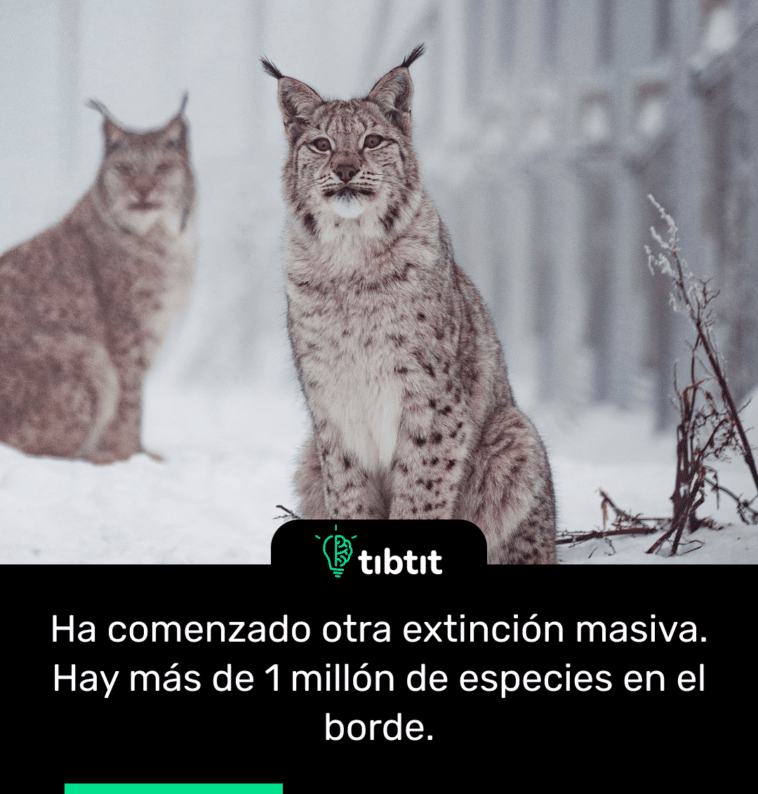 Ha comenzado otra extinción masiva. Hay más de 1 millón de especies en el borde.