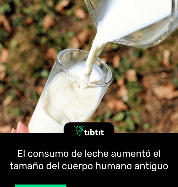 El consumo de leche aumentó el tamaño del cuerpo humano antiguo