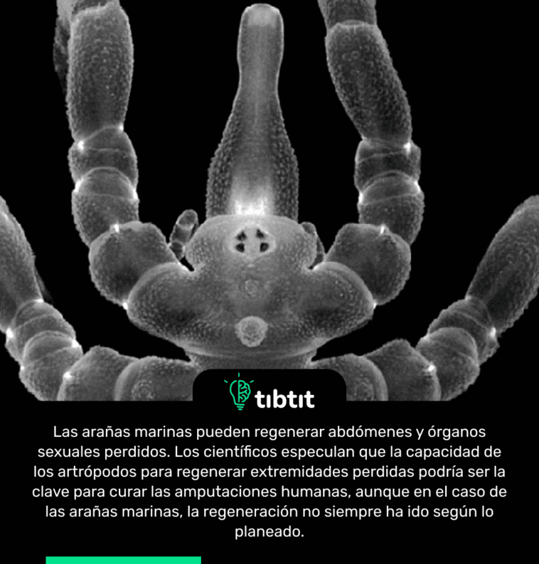 Las arañas marinas pueden regenerar abdómenes y órganos sexuales perdidos. Los científicos especulan que la capacidad de los artrópodos para regenerar extremidades perdidas podría ser la clave para curar las amputaciones humanas, aunque en el caso de las arañas marinas, la regeneración no siempre ha ido según lo planeado.