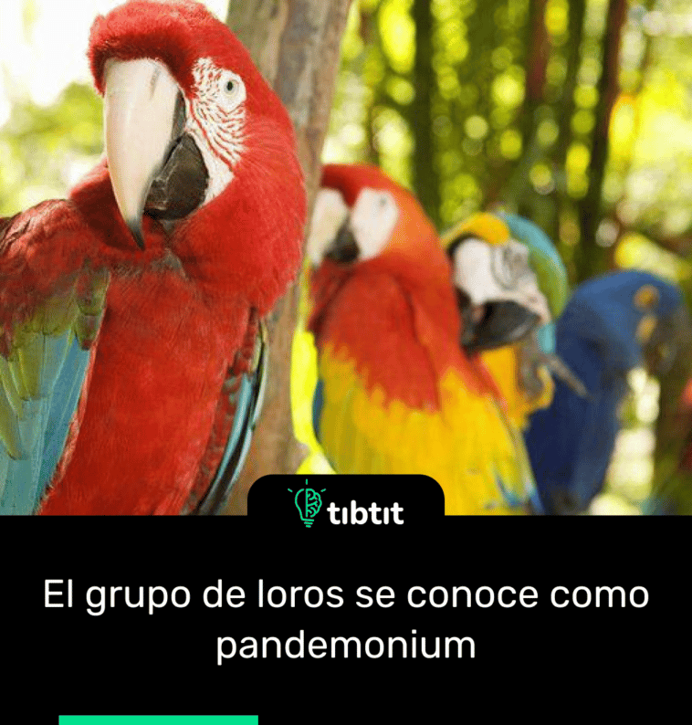 El grupo de loros se conoce como pandemonium