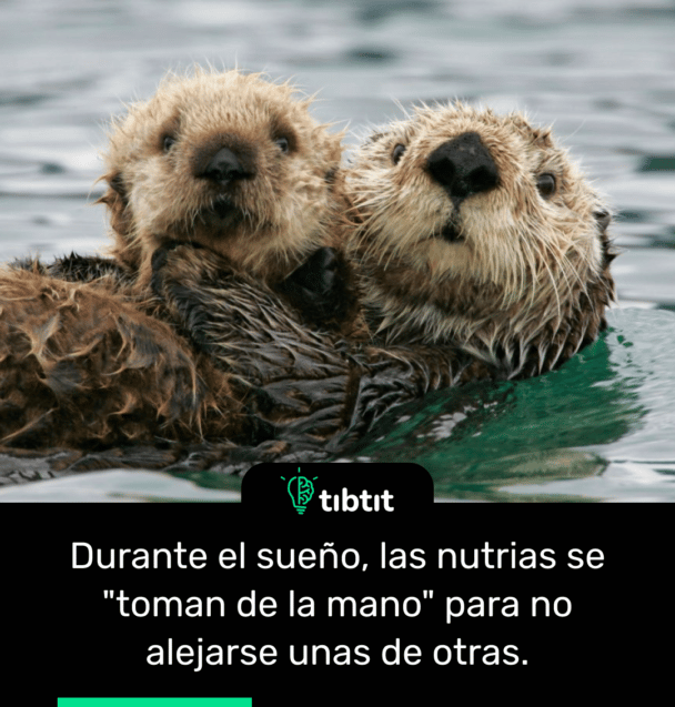 Durante el sueño, las nutrias se "toman de la mano" para no alejarse unas de otras.