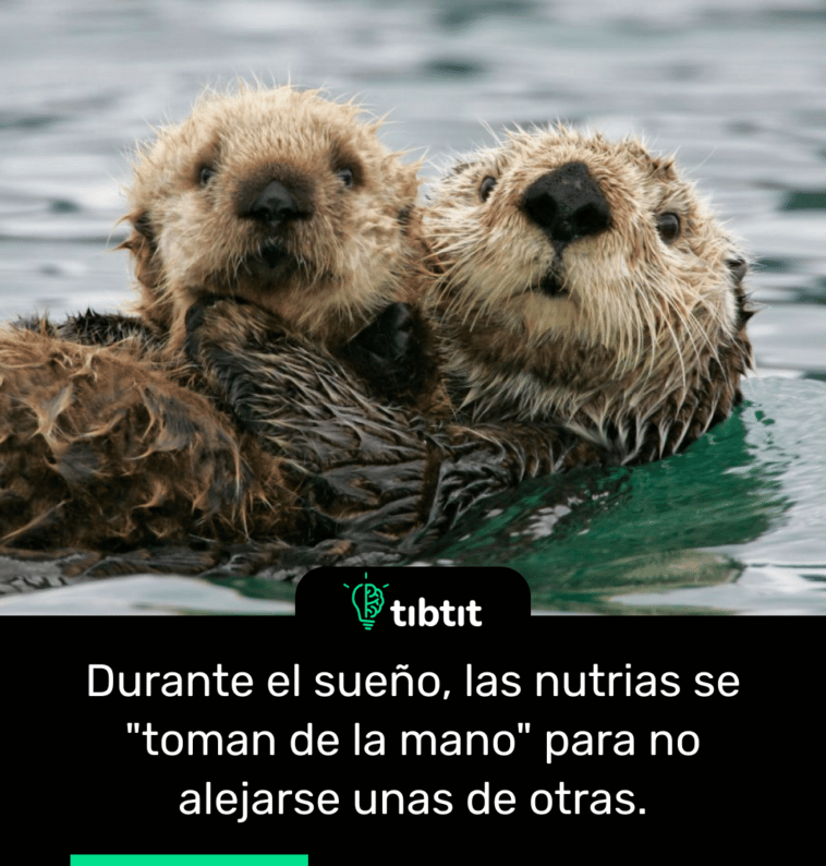 Durante el sueño, las nutrias se "toman de la mano" para no alejarse unas de otras.