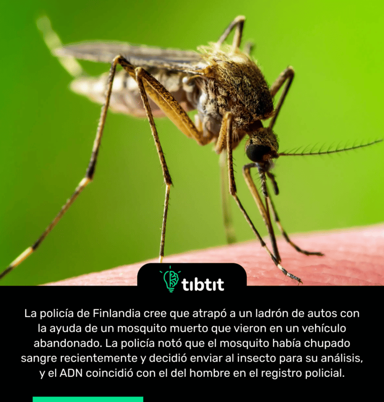 La policía de Finlandia cree que atrapó a un ladrón de autos con la ayuda de un mosquito muerto que vieron en un vehículo abandonado. La policía notó que el mosquito había chupado sangre recientemente y decidió enviar al insecto para su análisis, y el ADN coincidió con el del hombre en el registro policial.