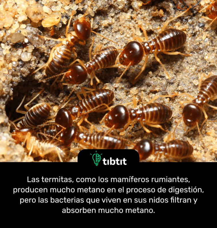 Las termitas, como los mamíferos rumiantes, producen mucho metano en el proceso de digestión, pero las bacterias que viven en sus nidos filtran y absorben mucho metano.