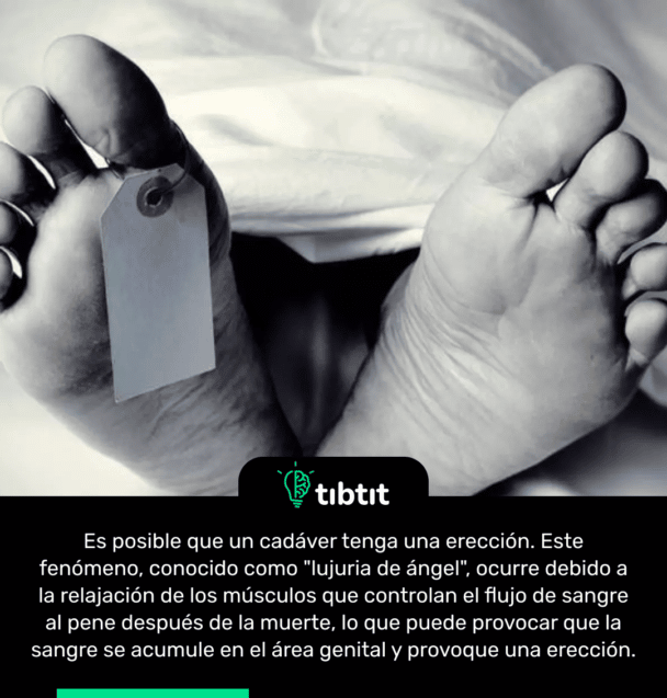 Es posible que un cadáver tenga una erección. Este fenómeno, conocido como "lujuria de ángel", ocurre debido a la relajación de los músculos que controlan el flujo de sangre al pene después de la muerte, lo que puede provocar que la sangre se acumule en el área genital y provoque una erección.